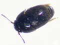 Acrotriches atomaria